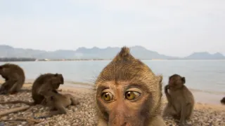Opičí (r)evoluce