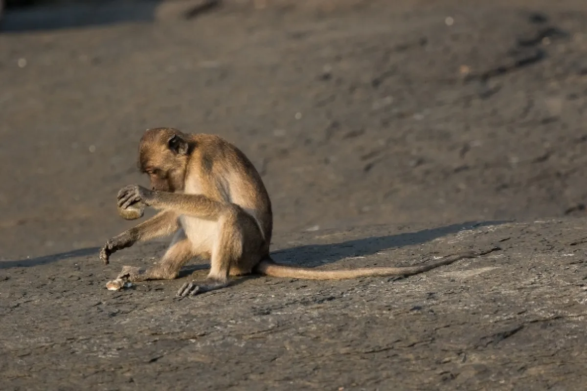 Opičí (r)evoluce (Monkey (R)evolution: Thailand’s Diving Macaques), 2020 - fotogaléria
