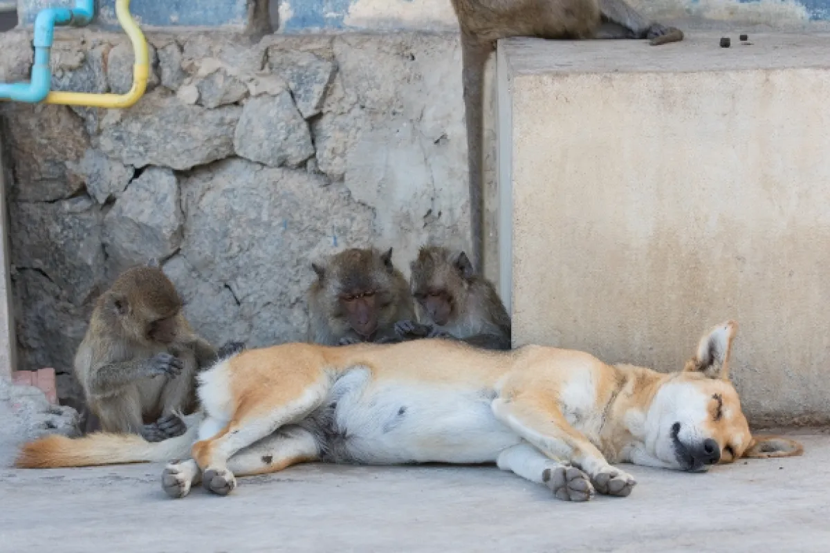 Opičí (r)evoluce (Monkey (R)evolution: Thailand’s Diving Macaques), 2020 - fotogaléria