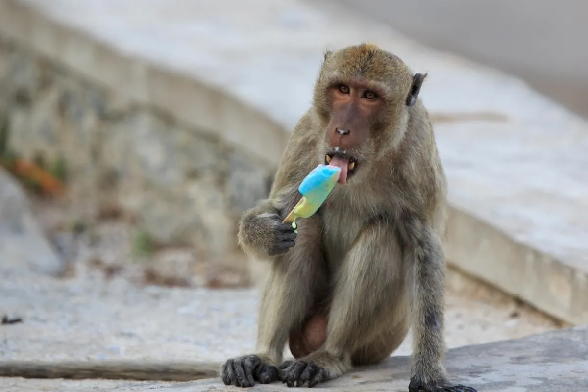 Opičí (r)evoluce (Monkey (R)evolution: Thailand’s Diving Macaques), 2020 - fotogaléria