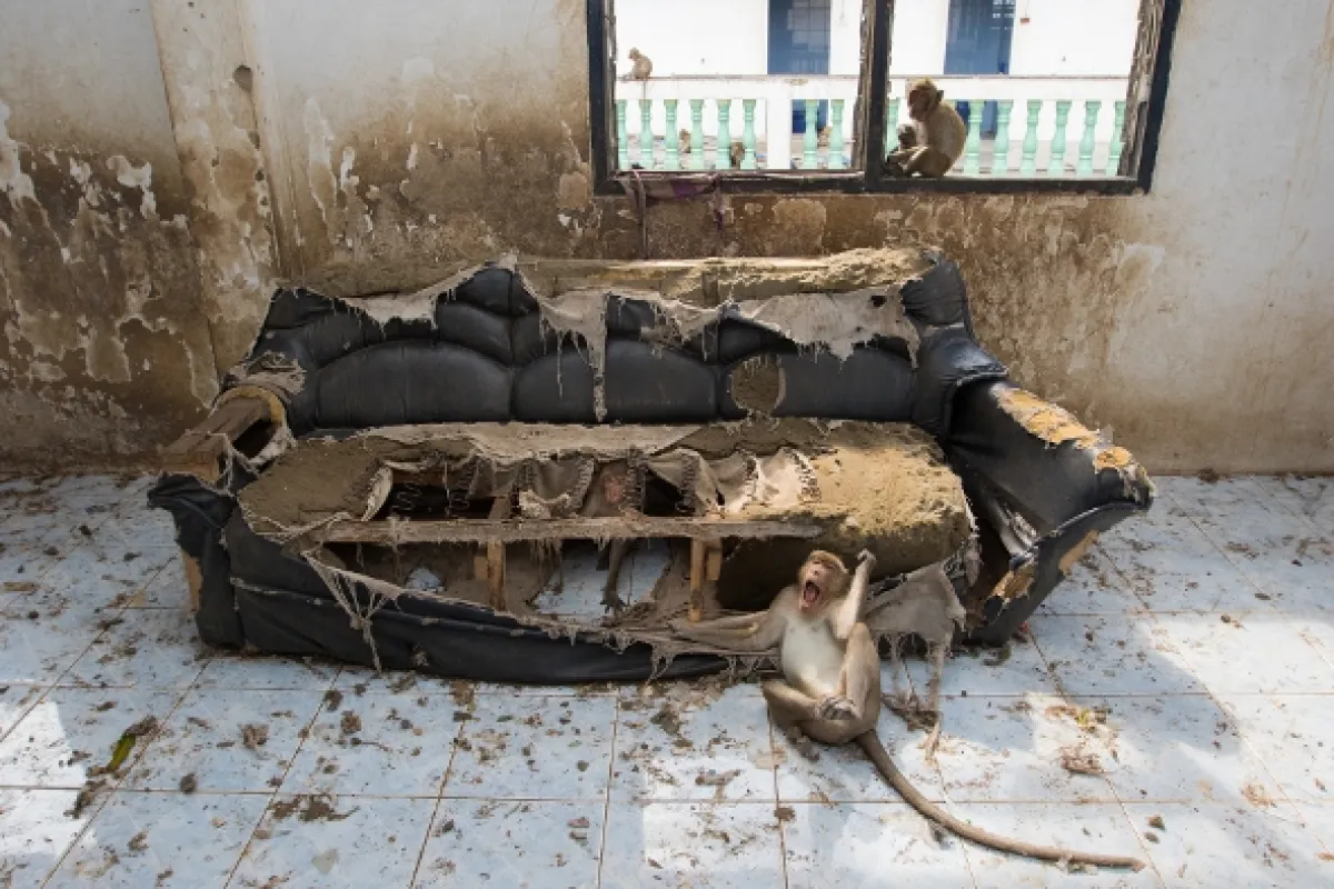 Opičí (r)evoluce (Monkey (R)evolution: Thailand’s Diving Macaques), 2020 - fotogaléria