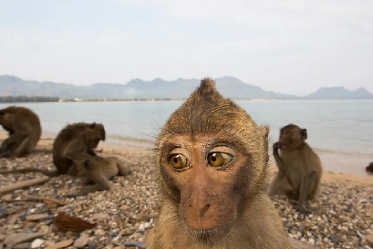 Opičí (r)evoluce (Monkey (R)evolution: Thailand’s Diving Macaques), 2020 - fotogaléria