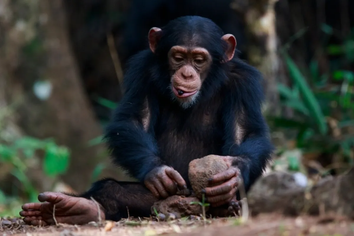 Opičí (r)evoluce (Monkey (R)evolution: Thailand’s Diving Macaques), 2020 - fotogaléria