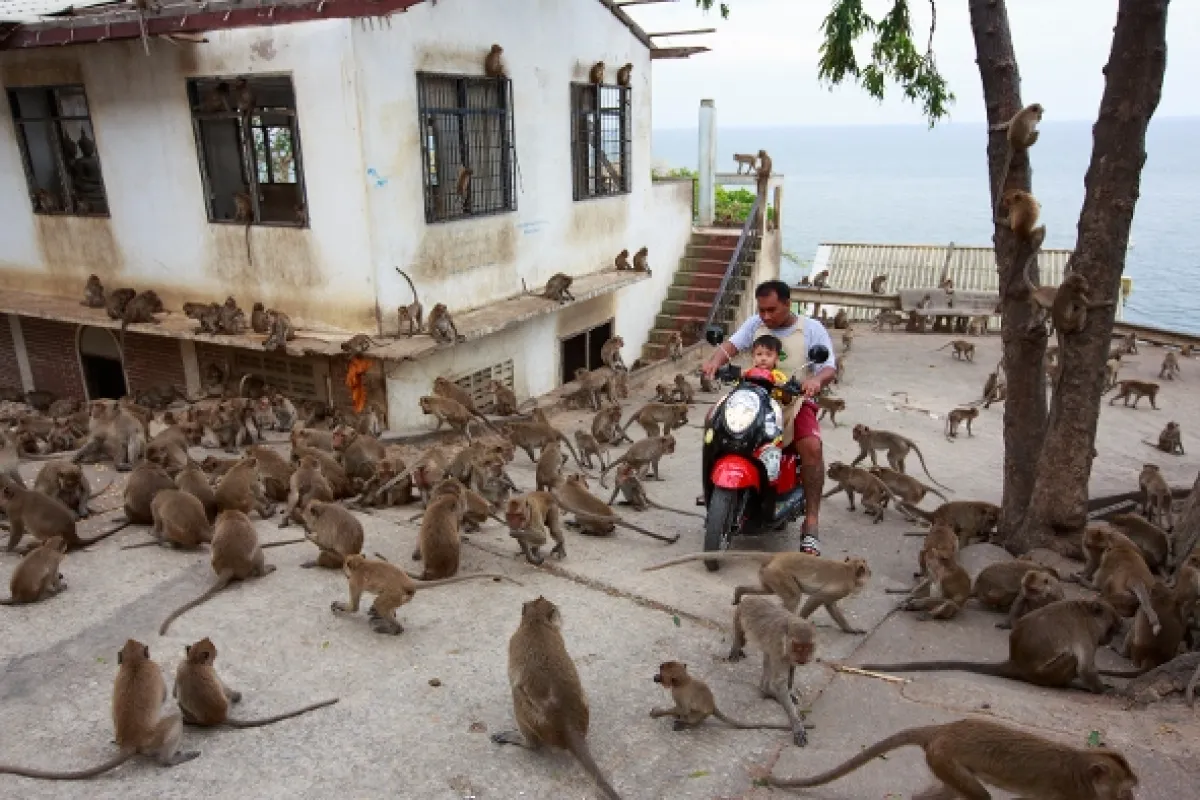 Opičí (r)evoluce (Monkey (R)evolution: Thailand’s Diving Macaques), 2020 - fotogaléria