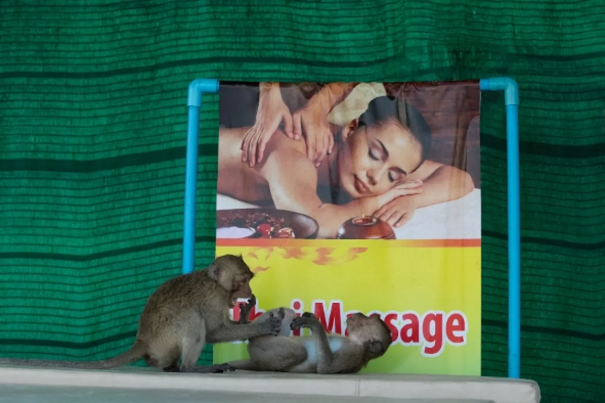Opičí (r)evoluce (Monkey (R)evolution: Thailand’s Diving Macaques), 2020 - fotogaléria