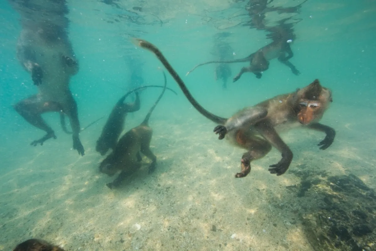 Opičí (r)evoluce (Monkey (R)evolution: Thailand’s Diving Macaques), 2020 - fotogaléria