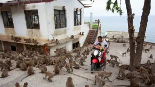 Opičí (r)evoluce