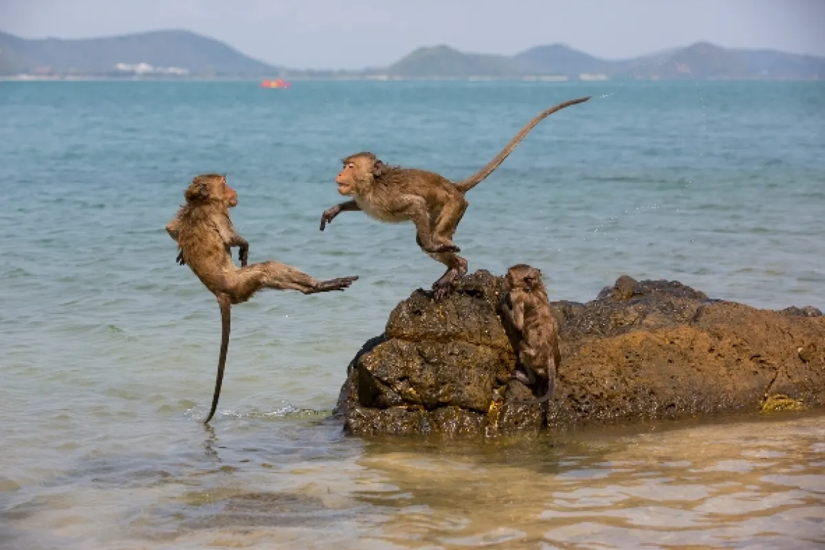 Opičí (r)evoluce (Monkey (R)evolution: Thailand’s Diving Macaques), 2020 - fotogaléria