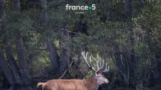 Král jelen