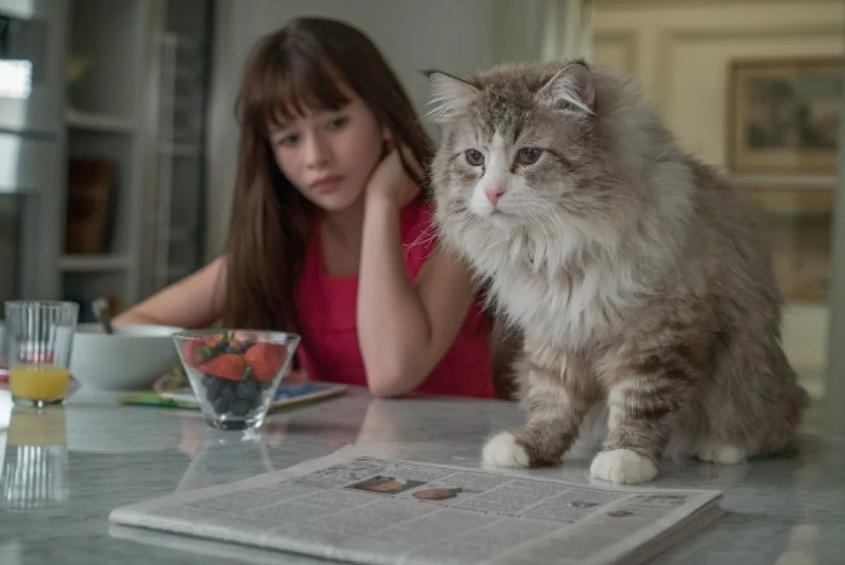 Já, kocour (Ma vie de chat), 2016 - fotogaléria
