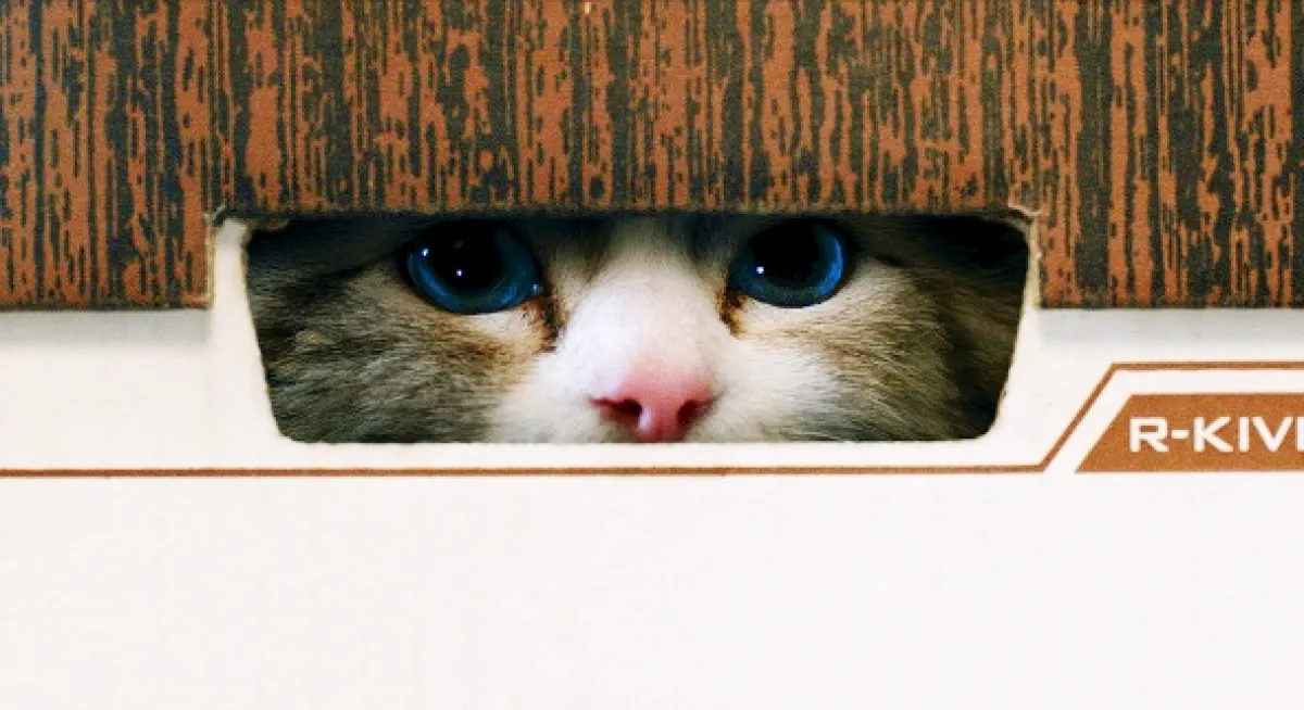 Já, kocour (Ma vie de chat), 2016 - fotogaléria
