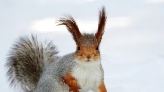 Nespoutaná zima (3)