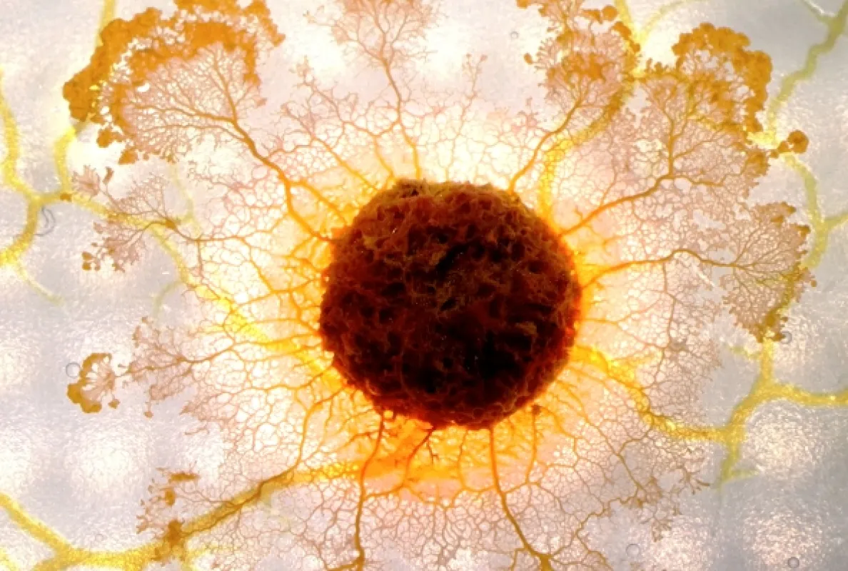 Hlenky: Géniové bez mozku (Le blob: Un génie sans Cerveau), 2019 - fotogaléria