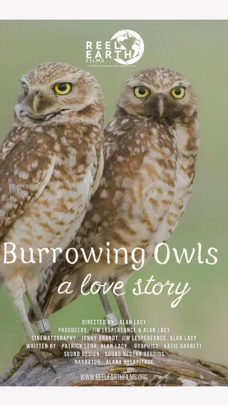V noře sýčka králičího (Burrowing Owls), 2025 - fotogaléria