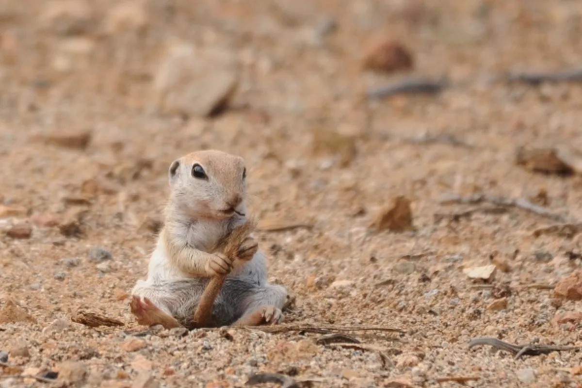 Bláznivý svet veveričiek (Going Nuts: Tales from the Squirrel World), 2019 - fotogaléria
