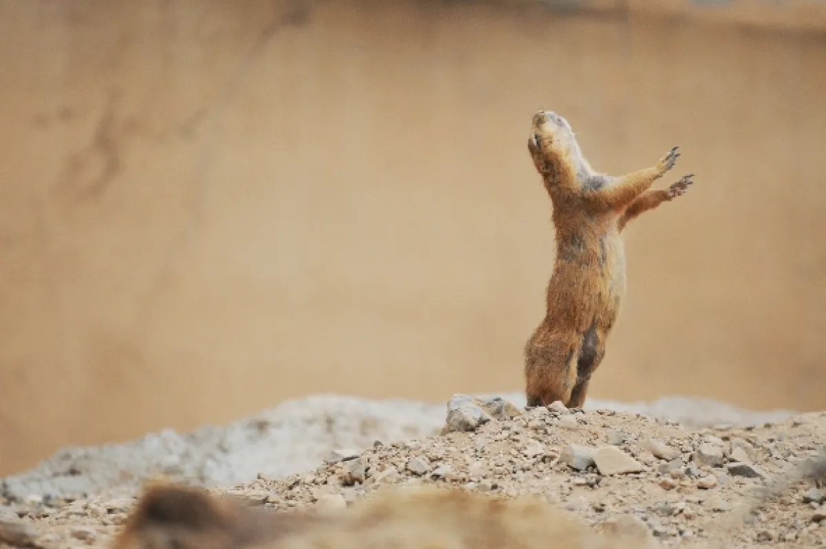 Bláznivý svet veveričiek (Going Nuts: Tales from the Squirrel World), 2019 - fotogaléria