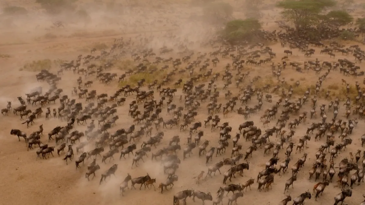 Velké šelmy Serengeti (Big Cats of the Serengeti), 2019 - fotogaléria