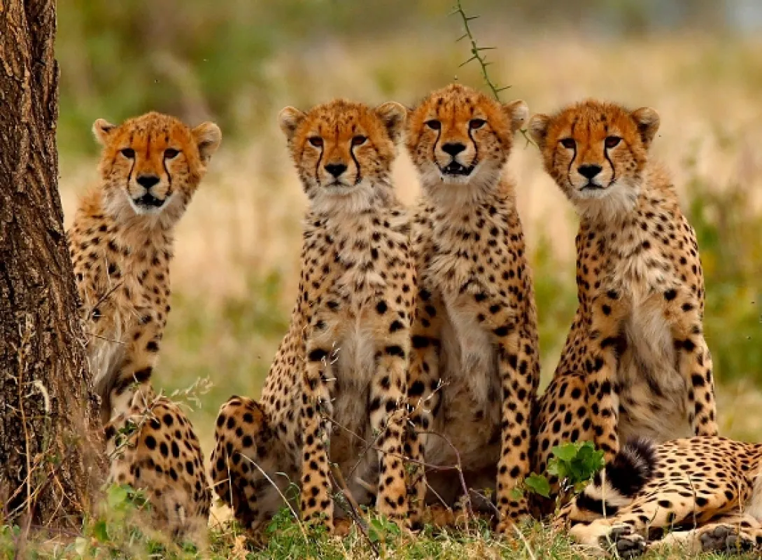 Velké šelmy Serengeti (Big Cats of the Serengeti), 2019 - fotogaléria