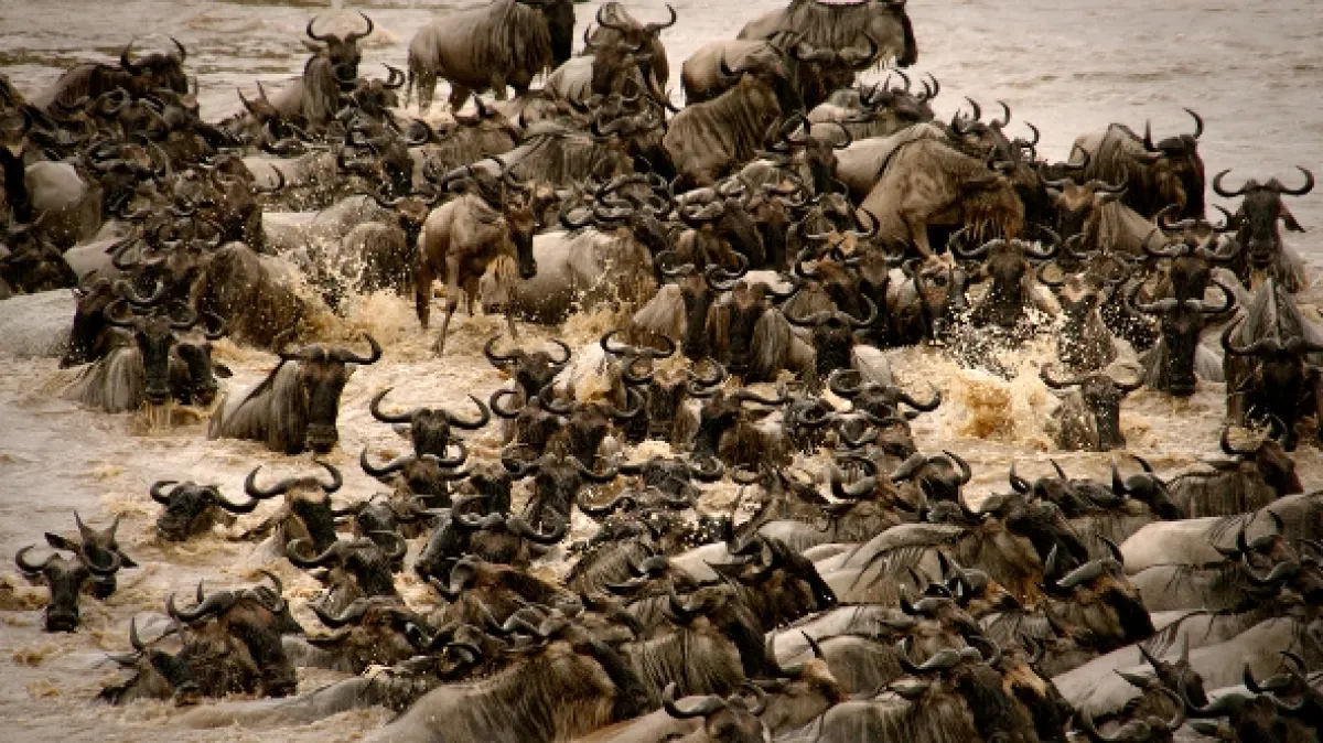 Velké šelmy Serengeti (Big Cats of the Serengeti), 2019 - fotogaléria