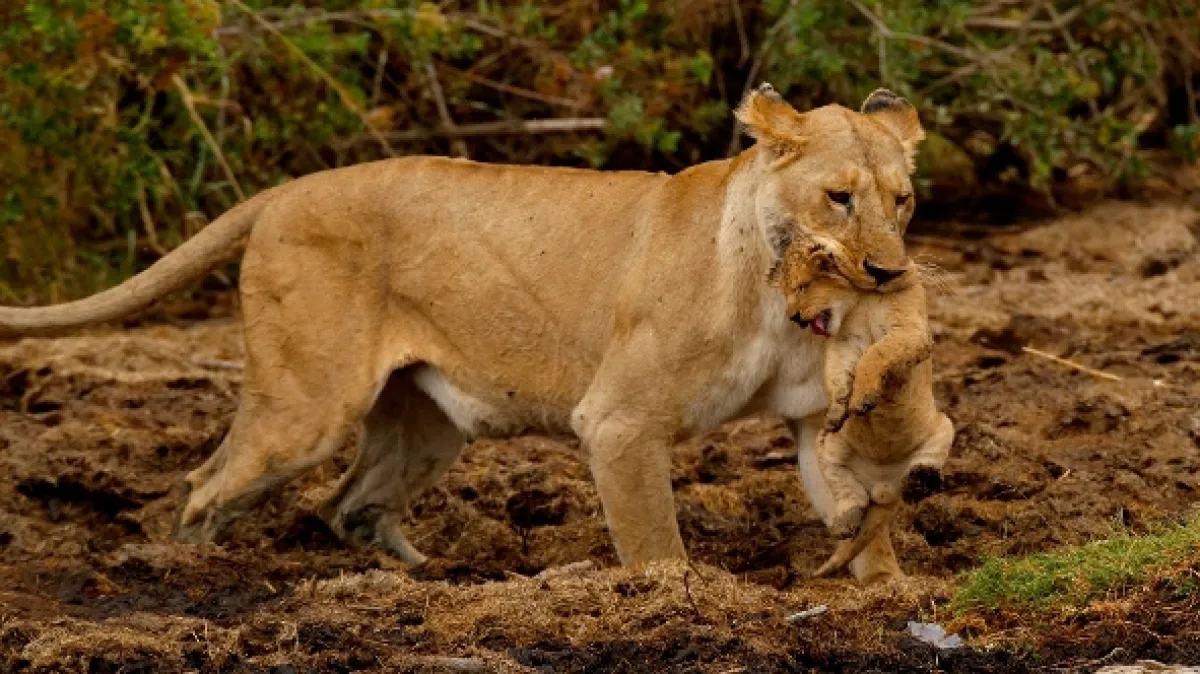 Velké šelmy Serengeti (Big Cats of the Serengeti), 2019 - fotogaléria