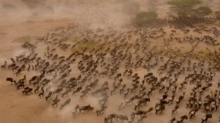 Velké šelmy Serengeti