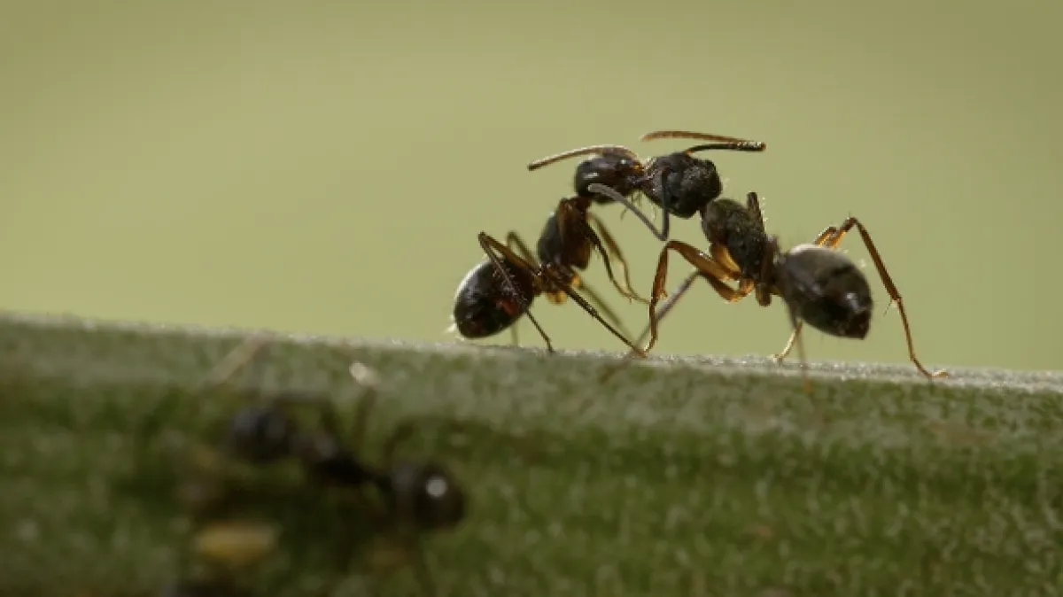 Mravenčí džungle (La Foret des Fourmis), 2022 - fotogaléria