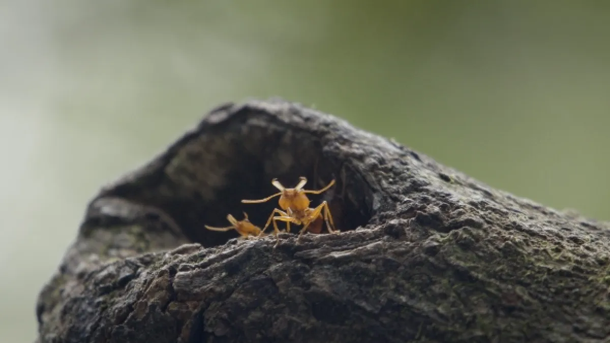 Mravenčí džungle (La Foret des Fourmis), 2022 - fotogaléria