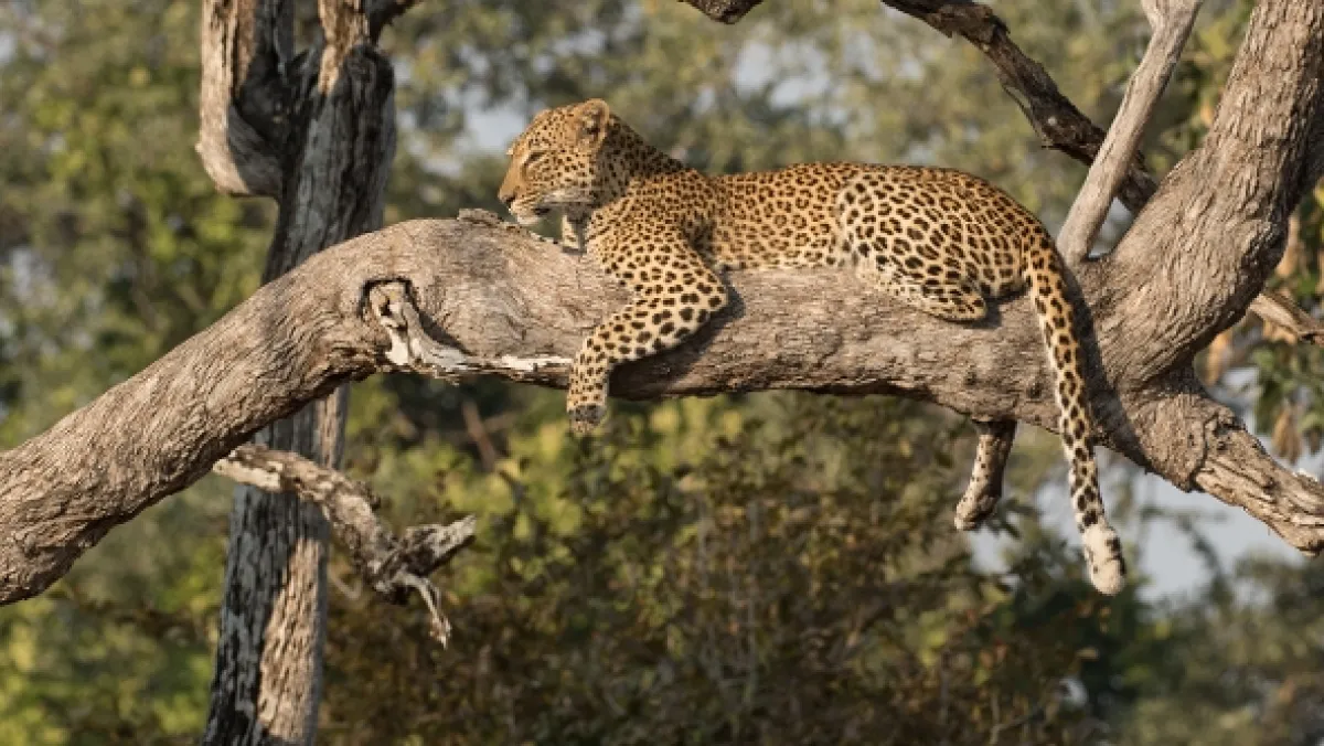 Leopard a hyena: Nečakaní spojenci (Unholy Alliance), 2020 - fotogaléria