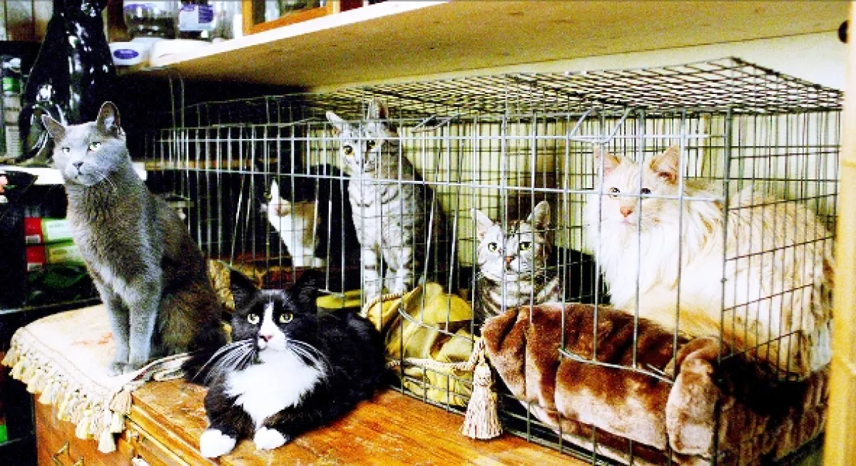 Devět životů (NINE LIVES), 2016 - fotogaléria