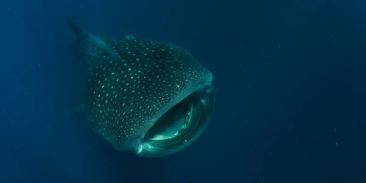 Tajemství oceánu (Ocean Secrets), 2019 - fotogaléria