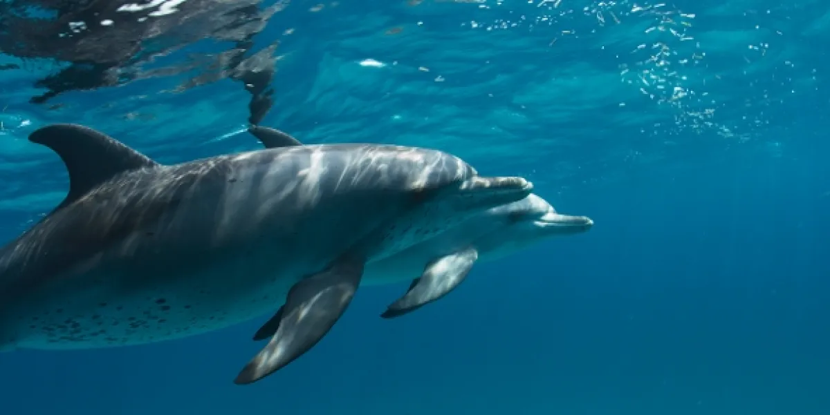 Tajemství oceánu (Ocean Secrets), 2019 - fotogaléria