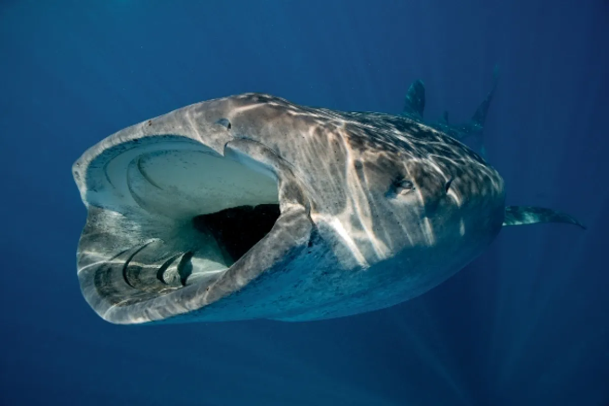 Tajemství oceánu (Ocean Secrets), 2019 - fotogaléria