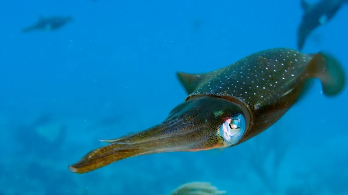 Tajemství oceánu (Ocean Secrets), 2019 - fotogaléria