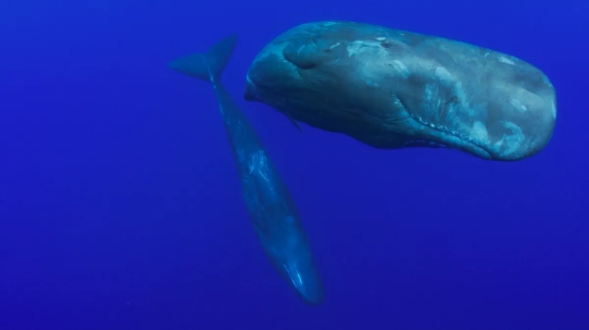 Tajemství oceánu (Ocean Secrets), 2019 - fotogaléria