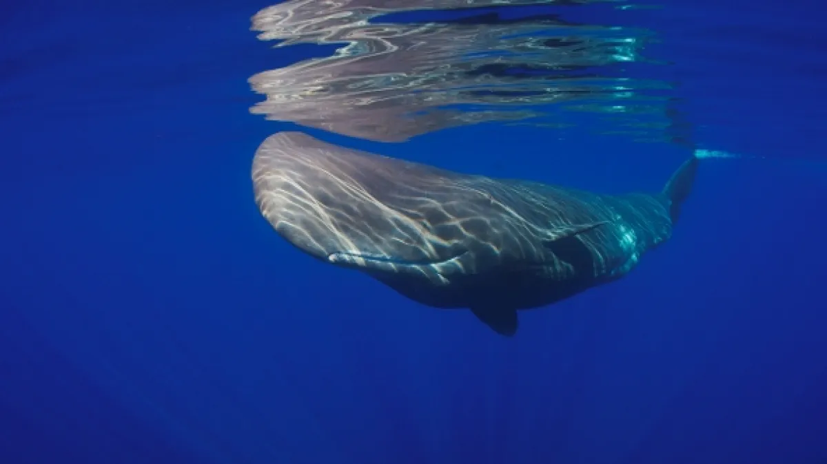 Tajemství oceánu (Ocean Secrets), 2019 - fotogaléria