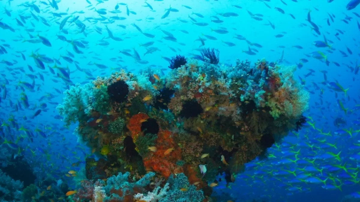 Tajemství oceánu (Ocean Secrets), 2019 - fotogaléria