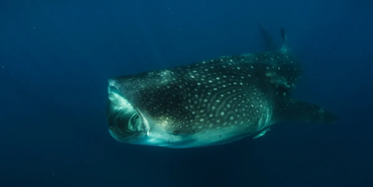 Tajemství oceánu (Ocean Secrets), 2019 - fotogaléria