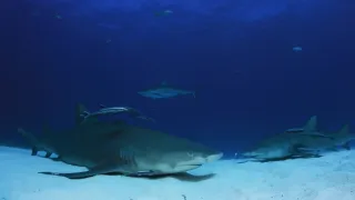 Tajemství oceánu