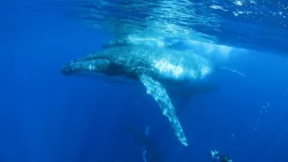 Pútnici morí nám ukazujú cestu