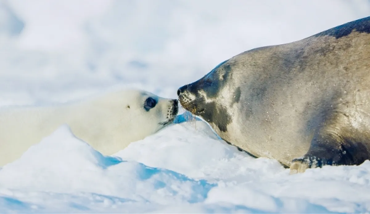 Jak přežít mráz v divočině (Wild Life: The Big Freeze), 2019 - fotogaléria