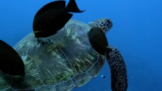 Pútnici morí nám ukazujú cestu