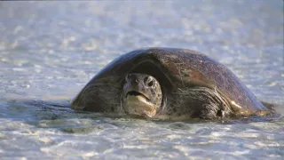 Pútnici morí nám ukazujú cestu