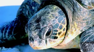 Pútnici morí nám ukazujú cestu