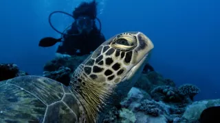 Pútnici morí nám ukazujú cestu