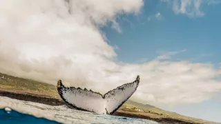 Pútnici morí nám ukazujú cestu