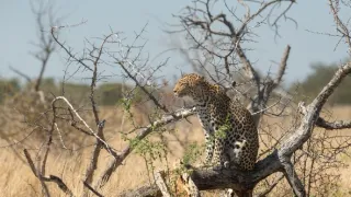 Africká abeceda