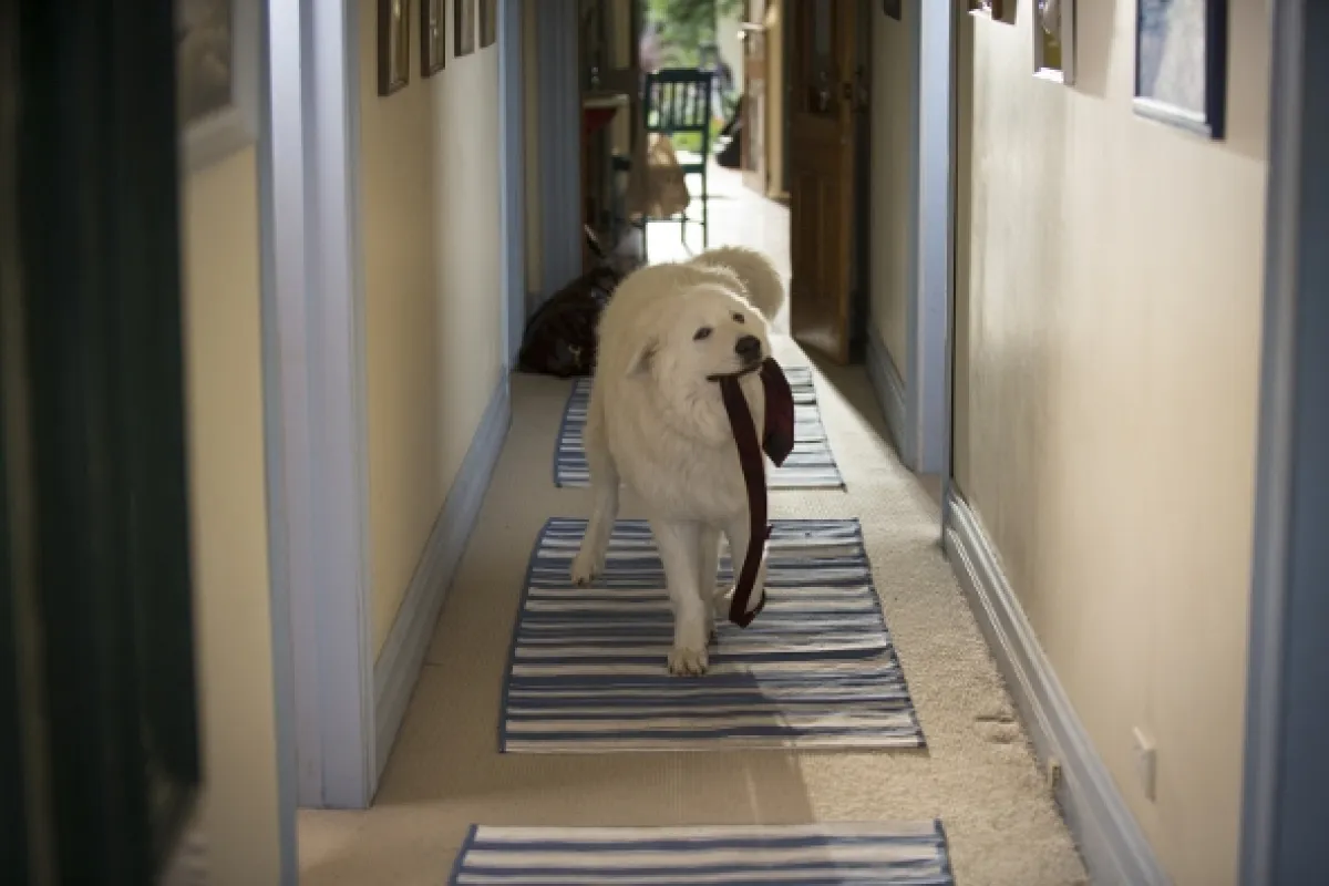 Chlupáč Oddy a tučňáci, 2015 - fotogaléria
