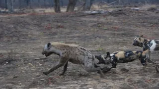 Divocí psi v zemi lvů