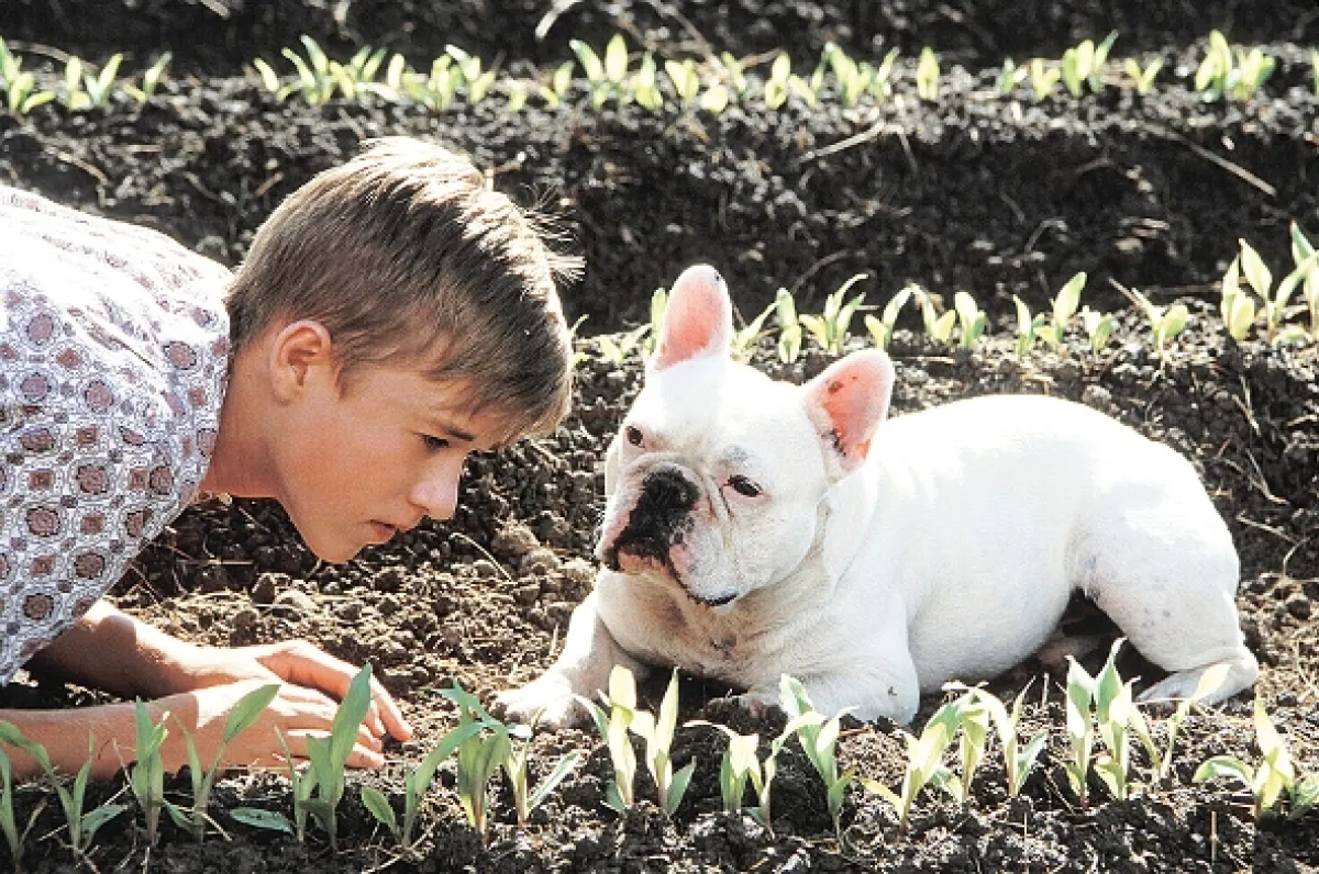 Tajomstvo bratov MacCannovcov (Secondhand Lions), 2003 - fotogaléria