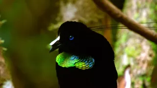 Království divočiny: Rajky, Papua Nová Guinea